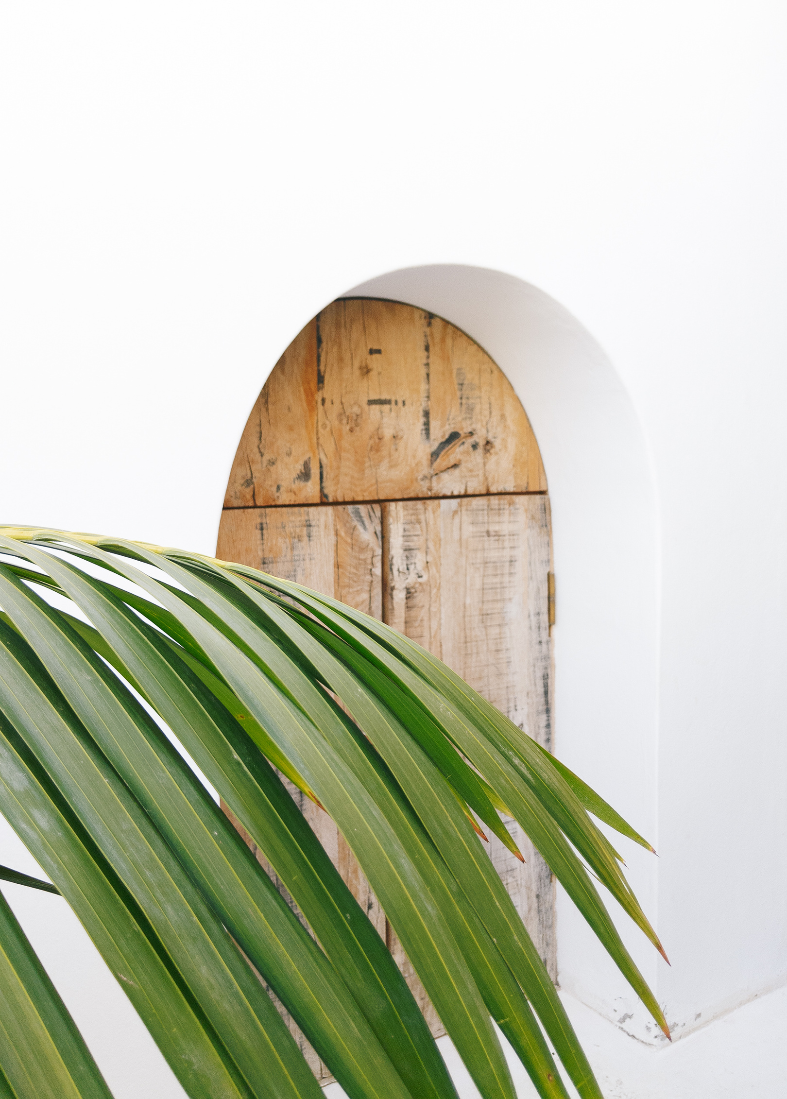 Stylish Palm  Leaves on White Wall. Minimal Aesthetic Nature Bac